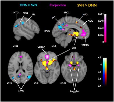 Frontiers A Coordinate Based Meta Analysis Of Overlaps In Regional